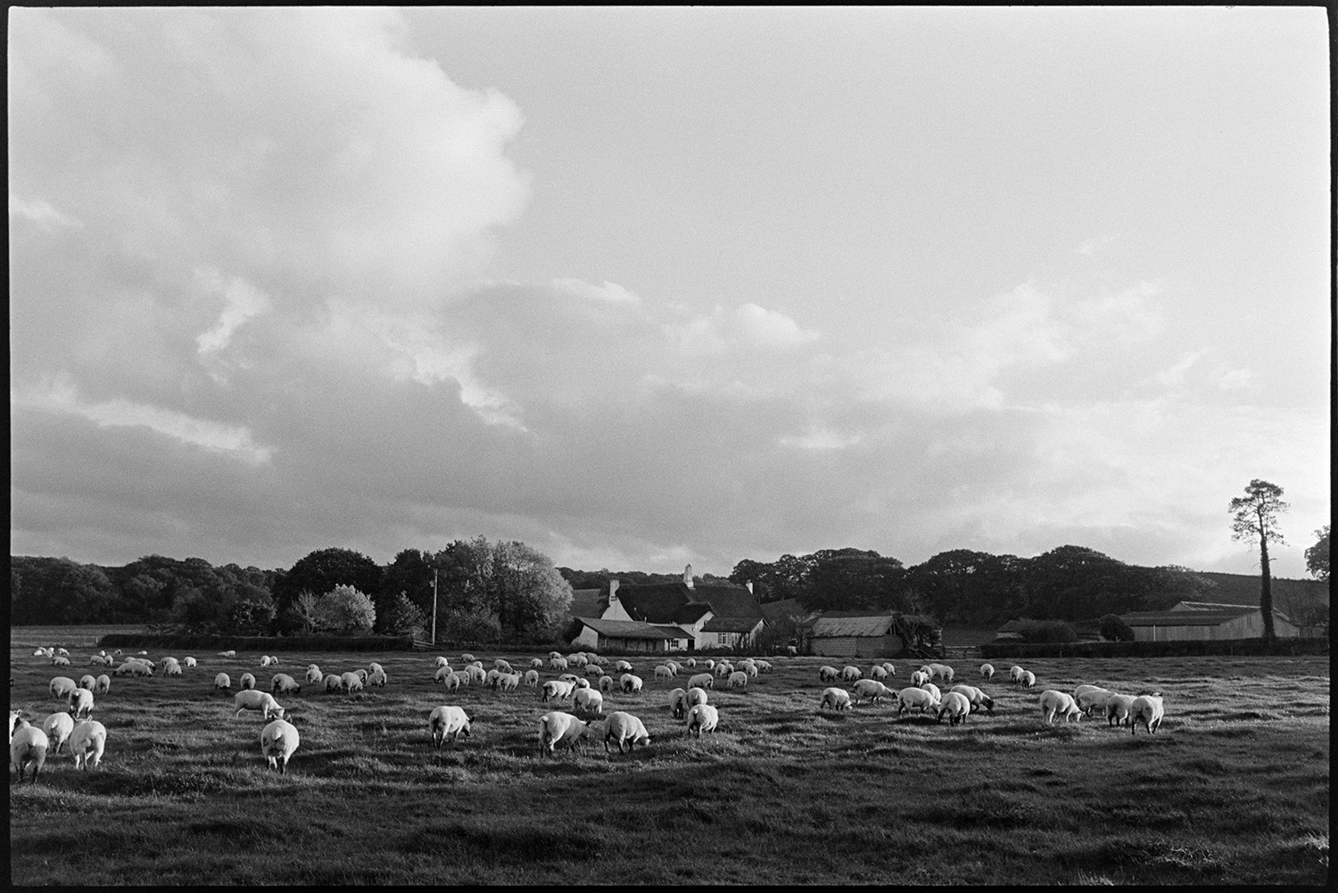 Sheep in field by cob and thatch farmhouse. 
[Sheep grazing in a field in front of the cob and thatch farmhouse which is home to the Arvon Foundation, at Totleigh Barton, Sheepwash.]