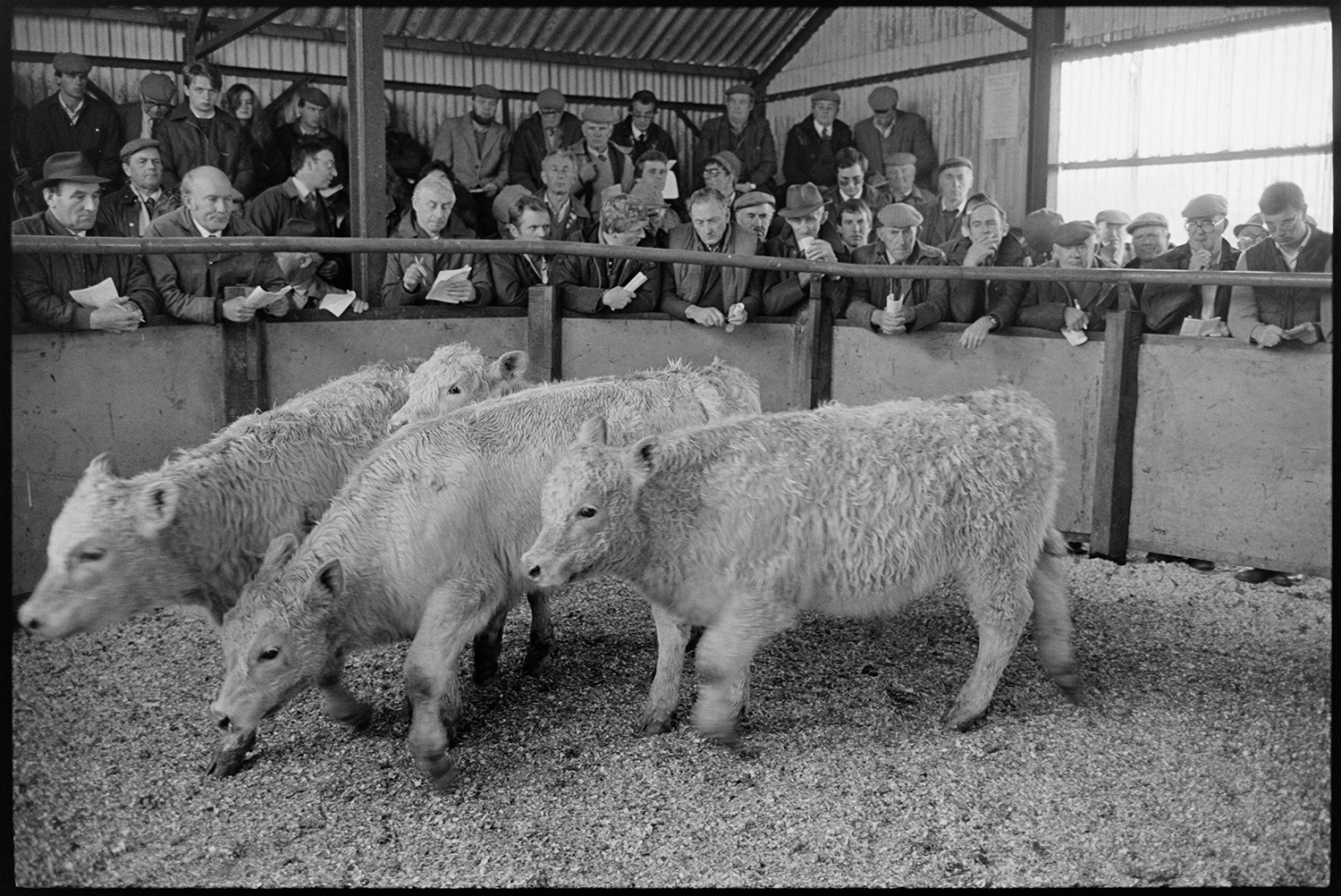 Ring at cattle market, farmers bidding, auctioneers in box. 
[Men bidding on cattle being auctioned in a ring at a cattle market near Wheddon Cross.]