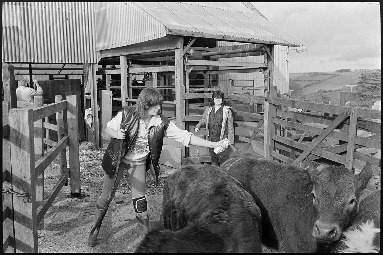 Ring at cattle market, farmers bidding, auctioneers in box. 
[A woman working at a cattle market near Wheddon Cross. She is spraying two cows in a pen.]