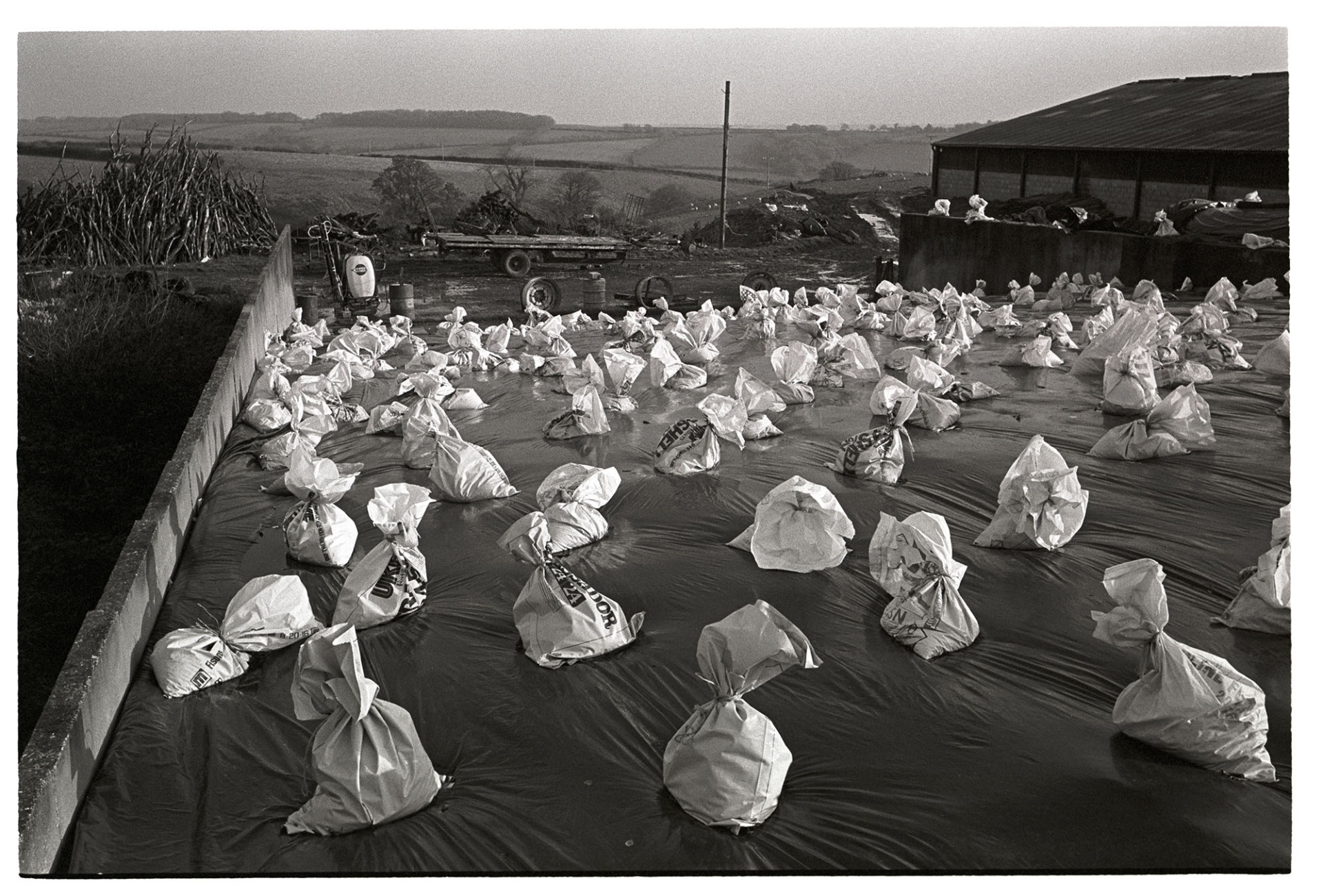 Polythene covered silage with white plastic bags as weights. 
[Silage covered in polythene at Parsonage Farm, Chulmleigh. It is being weighed down by white plastic bags, possibly filled with sand. Other farm buildings, a trailer and woodpile can be seen in the background with fields in the distance.]
