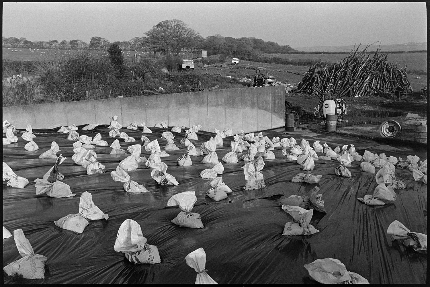 Polythene covered silage with white plastic bags as weights. 
[A silage clamp covered with polythene and weighted down with plastic sacks in the farmyard at Parsonage Farm, Chulmleigh. A concrete wall runs along the edge of the clamp and a woodpile can be seen in the background.]