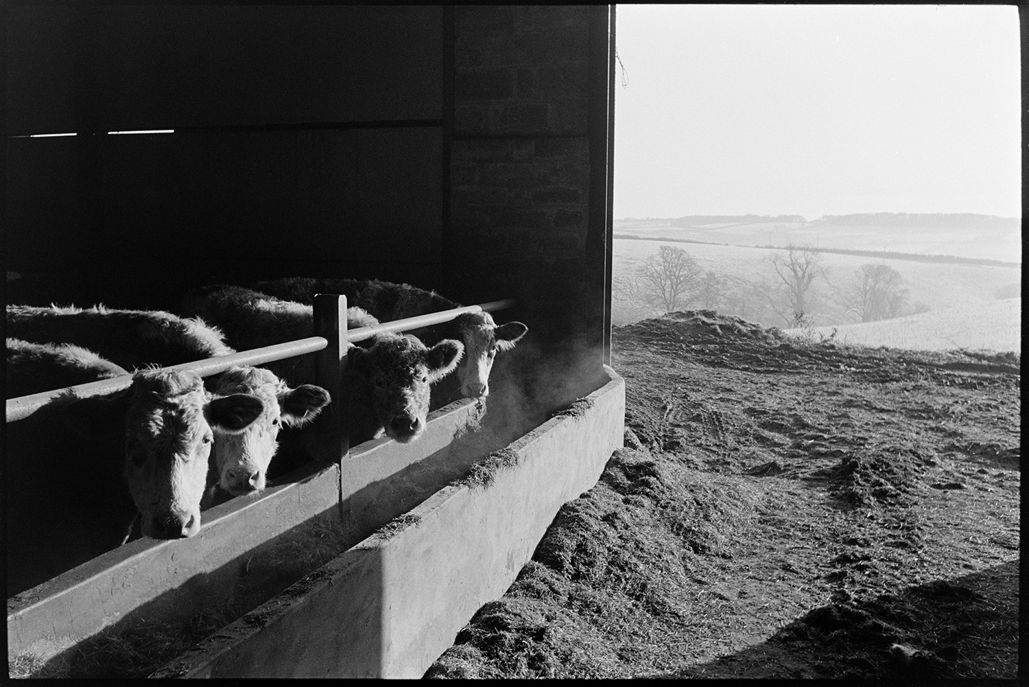 Cattle in a barn eating from a trough, possibly at Parsonage Farm, Chulmleigh. Fields and trees can be seen outside the barn.