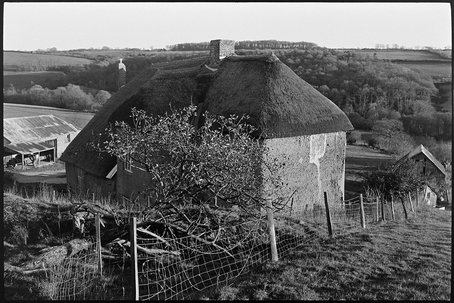 Cob and thatch farmhouse, orchard remains of, early morning. 
[A cob and thatch farmhouse at Brookland, Chulmleigh. A tree in the remains of an orchard can be seen in the foreground. Barns, farm buildings, fields and woodland are visible in the background.]