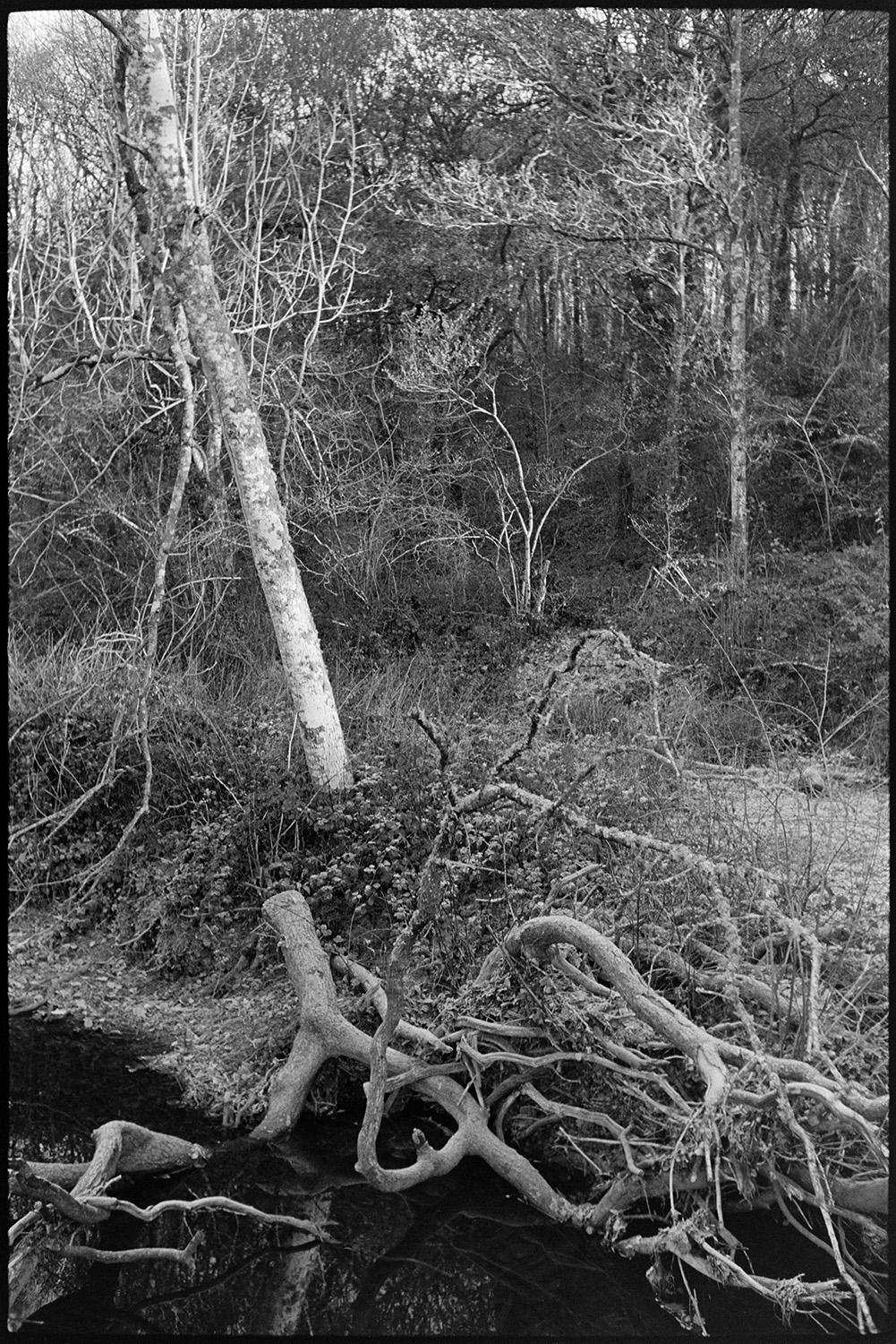 Woods with tree roots at edge of stream. 
[Tree roots extending into a stream at Brookland, Chulmleigh. Woodland can be seen in the background.]
