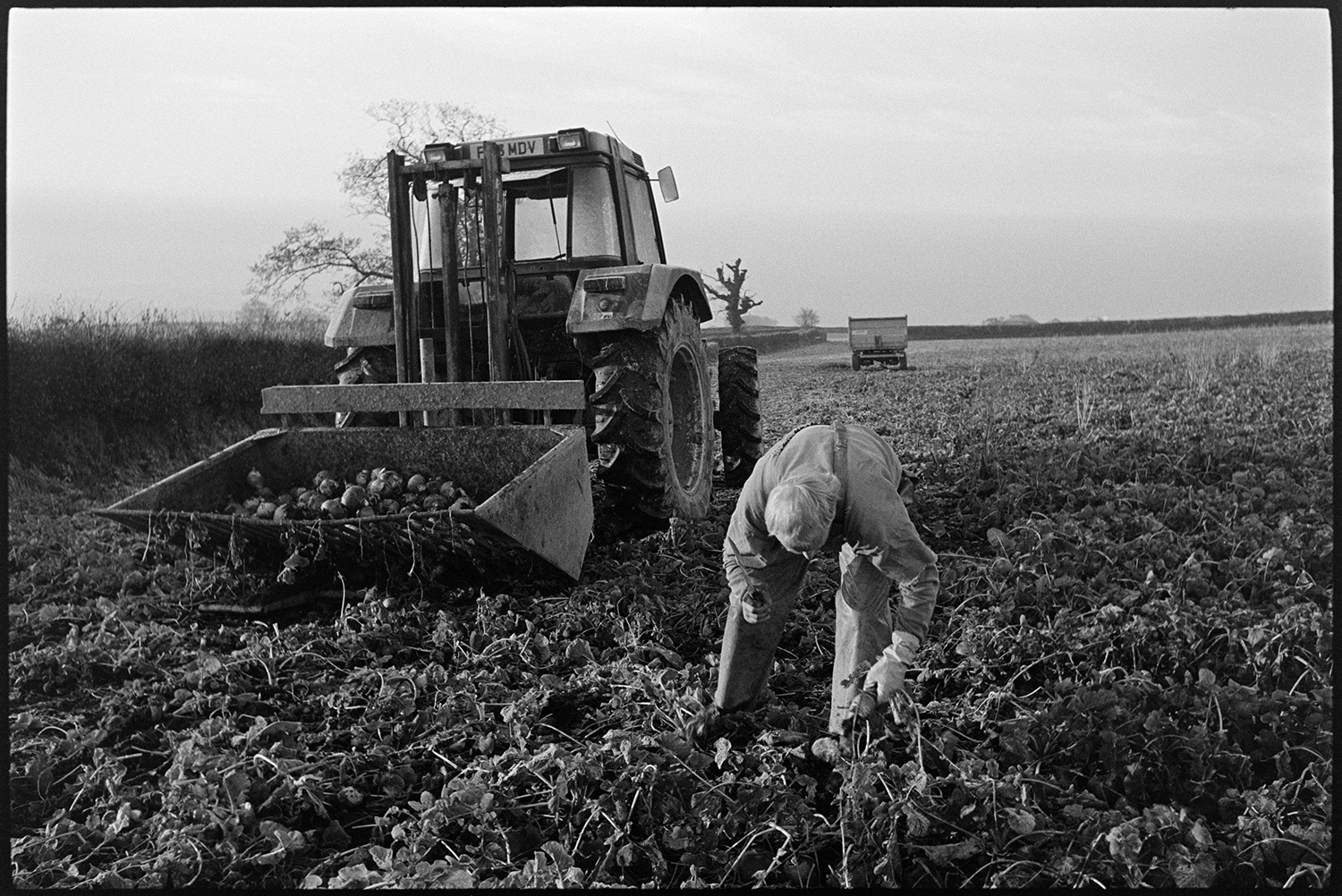 Farmer pulling swedes and loading into link box, tractor. 
[A man lifting swedes by hand with a knife and placing them into a link box attached to a tractor in a field at Parsonage Farm, Chulmleigh. Another trailer can be seen in the field in the background.]