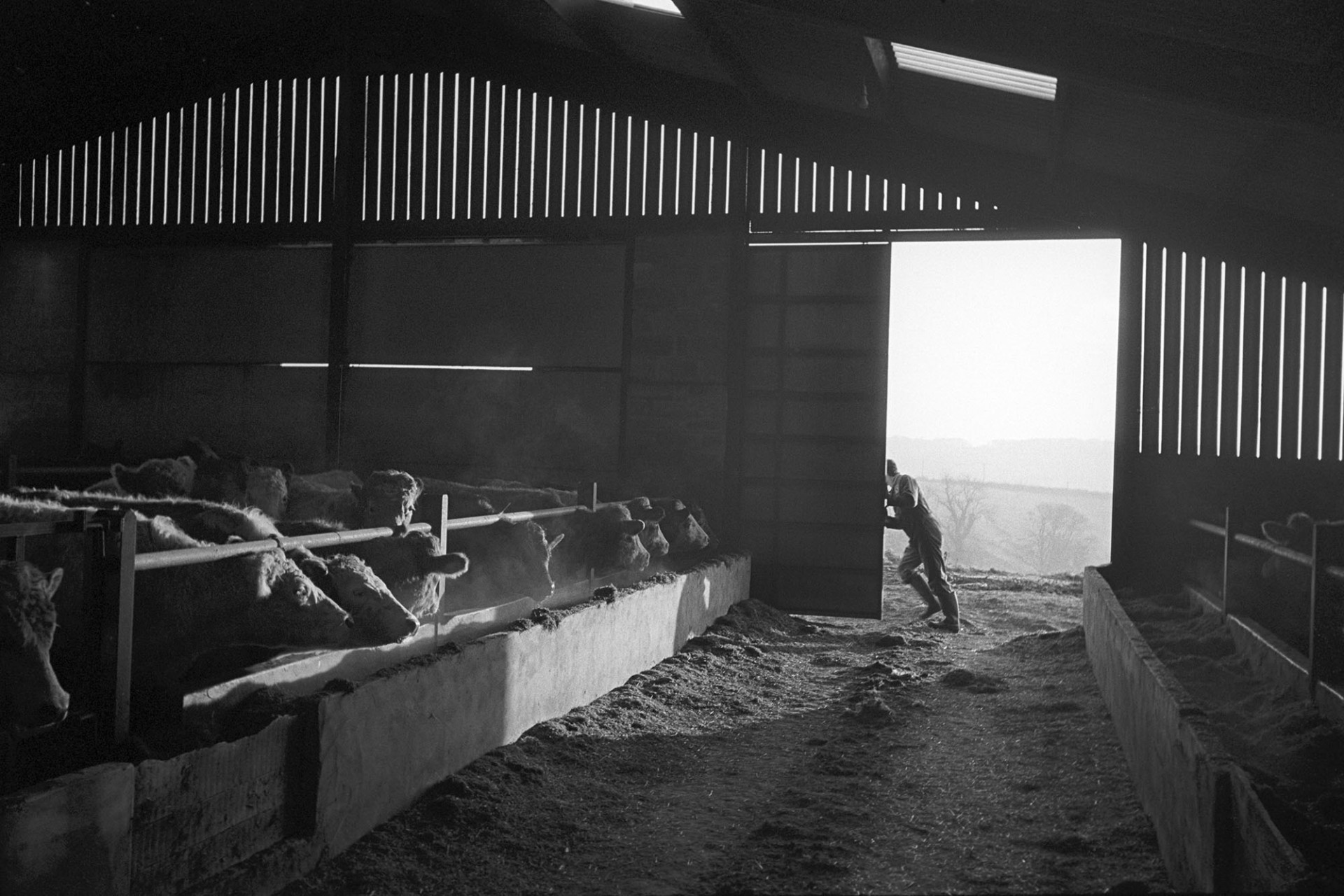 Farmer opening door of cattle shed, early morning light, bullocks in stalls. 
[A man opening the door of a cattle shed in the early morning at Parsonage Farm, Chulmleigh. The bullocks are stood in their stalls eating.]