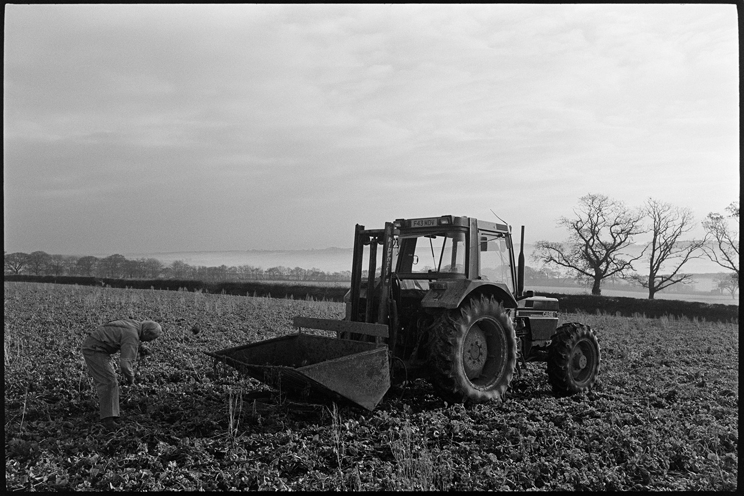 Farmer lifting swedes, early morning with frost. 
[A man lifting swedes by hand and putting them into a link box attached to a tractor, in a field at Parsonage Farm, Chulmleigh. The ground is frosty and early morning mist can be seen amongst the trees in the background.]
