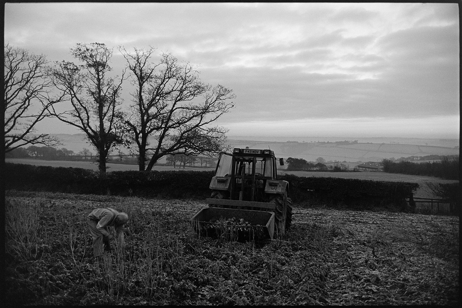 Farmer lifting swedes, early morning with frost. 
[A man lifting swedes by hand and putting them into a link box attached to a tractor, in a field at Parsonage Farm, Chulmleigh. The ground is frosty and early morning mist can be seen amongst the elm trees in the background.]