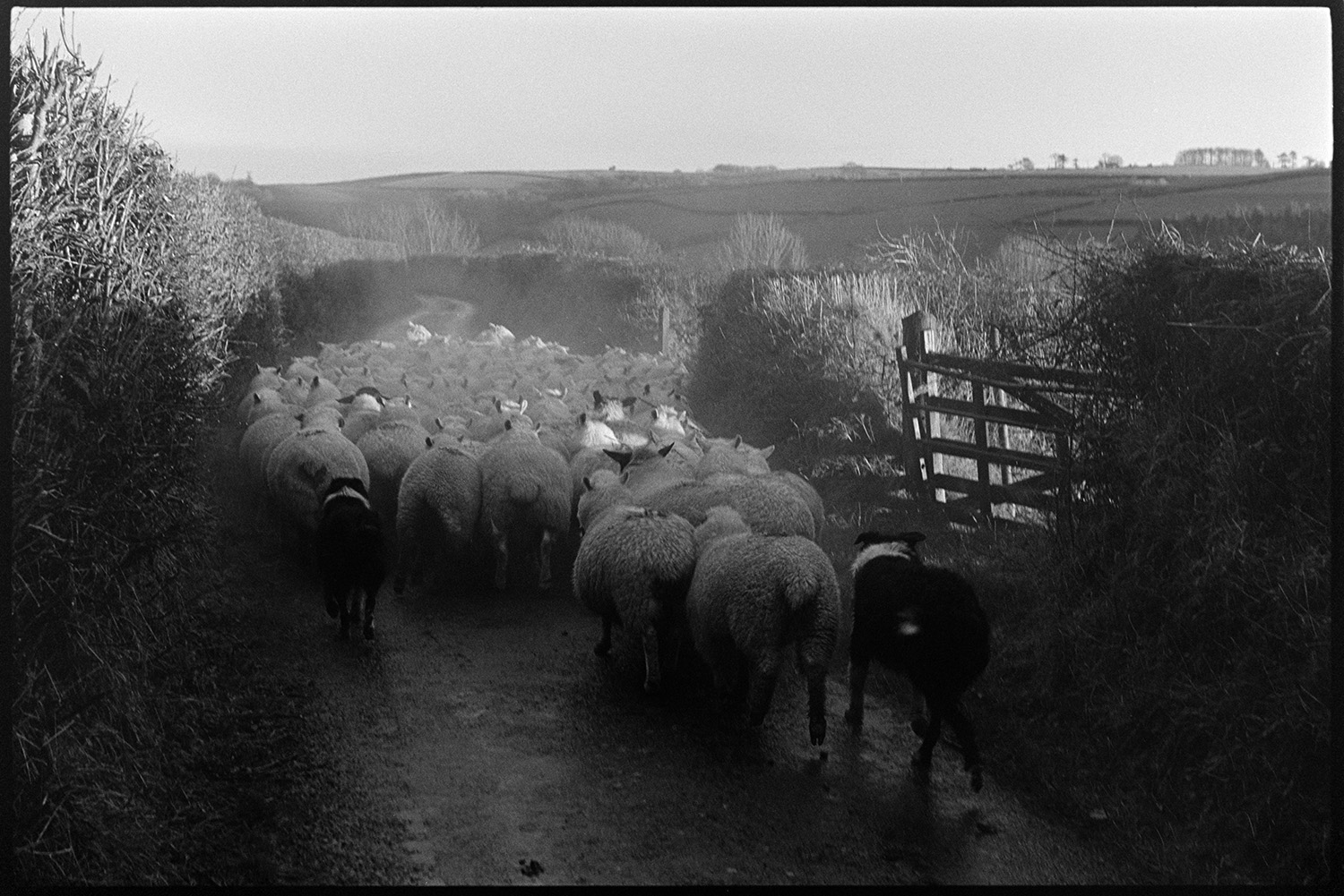 Sheep going down lane to new pasture. 
[Two dogs herding a flock of sheep down a lane with hedgerows in Chulmleigh. The sheep are going to new pasture.]