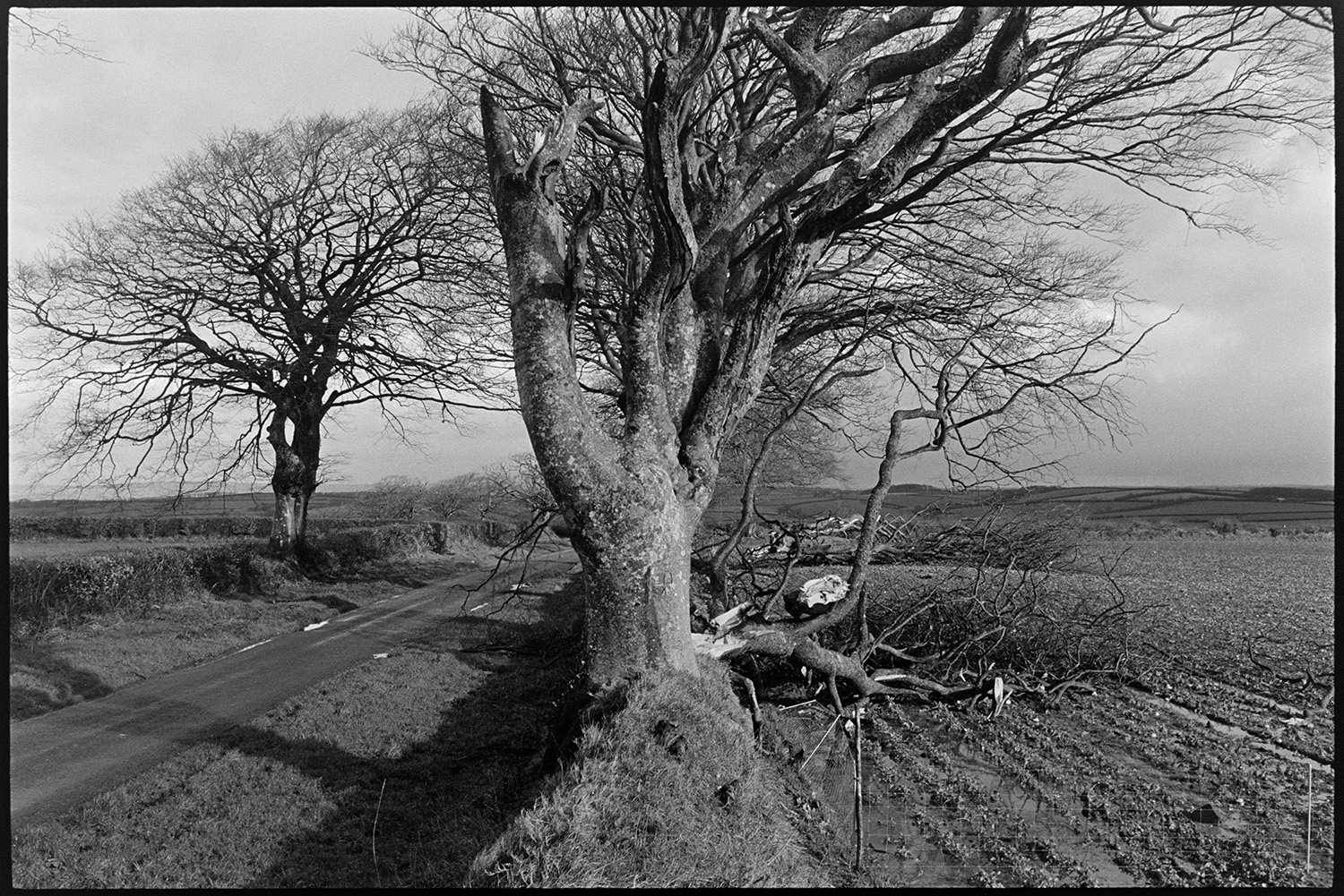 Tree limb blown down by hurricane. 
[A large branch, which has blown down from a tree in a storm, lying in a field at Parsonage Farm, Chulmleigh. A road can be seen running along the other side of the hedge.]