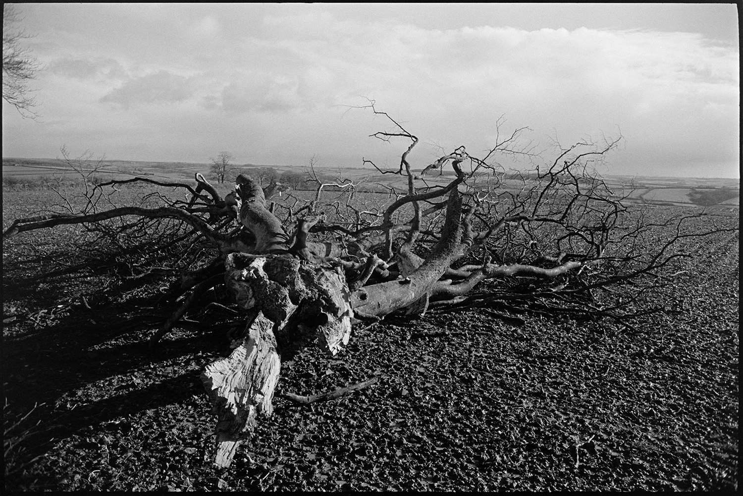 Tree limb blown down by hurricane. 
[A large branch, which has blown down from a tree in a storm, lying in a field at Parsonage Farm, Chulmleigh.]