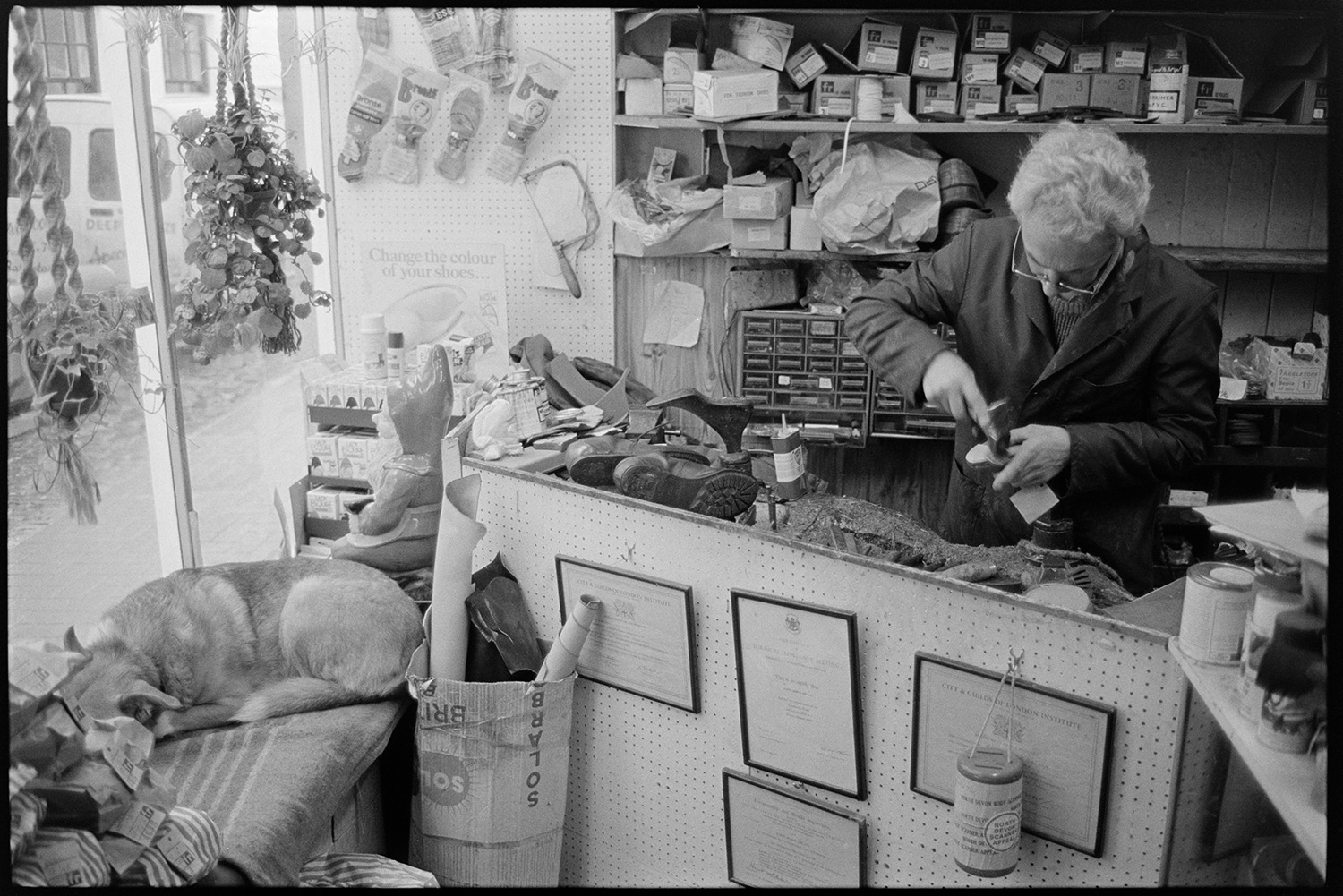 Man and woman shoemakers working in shoe repair shop. 
[Ray Gale repairing a shoe in his shoe repair shop in Boutport Street, Barnstaple. A dog is lying in the shop window on a bench below a hanging pot plant and bunch of honesty.  Certificates are hung up on the shop counter and shoe boxes can be seen in the background.]
