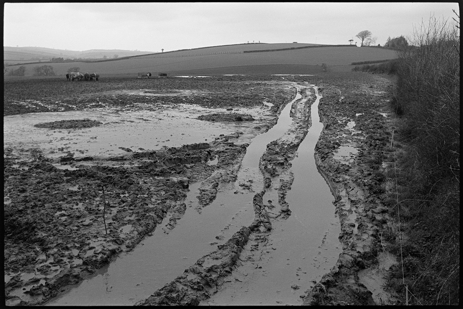Very muddy field. 
[Tracks filled with water in a muddy field at Ashreigney. Cows are gathered around hay racks in the field and trees and hedgerows can be seen in the distance.]