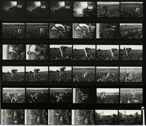 Contact Sheet 163 by James Ravilious