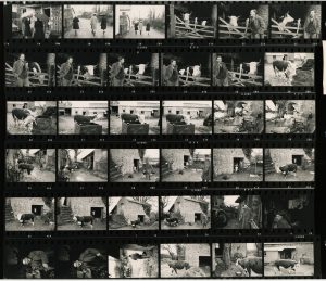Contact Sheet 359 by James Ravilious