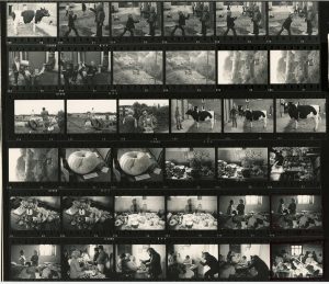 Contact Sheet 495 Parts 1 and 2 by James Ravilious