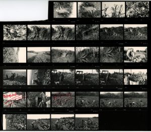 Contact Sheet 505 by James Ravilious