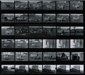 Contact Sheet 705 by James Ravilious