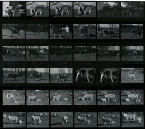 Contact Sheet 706 by James Ravilious