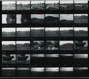 Contact Sheet 738 by James Ravilious