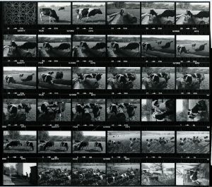 Contact Sheet 754 by James Ravilious