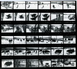 Contact Sheet 899 Parts 2 to 3 by James Ravilious