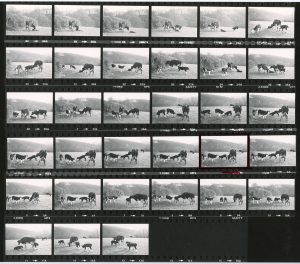 Contact Sheet 927 by James Ravilious