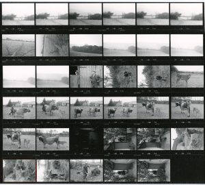 Contact Sheet 992 by James Ravilious