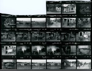 Contact Sheet 1074 by James Ravilious