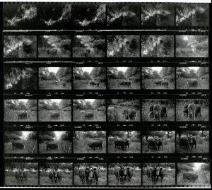 Contact Sheet 1125 by James Ravilious