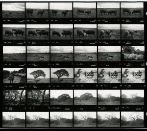 Contact Sheet 1210 by James Ravilious