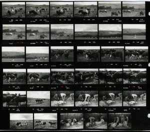 Contact Sheet 1211 by James Ravilious