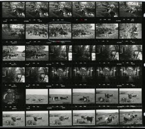 Contact Sheet 1216 by James Ravilious