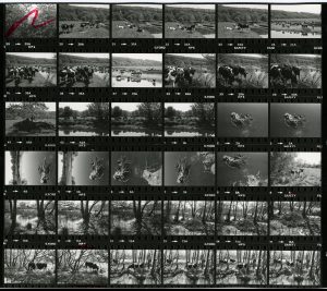 Contact Sheet 1218 by James Ravilious