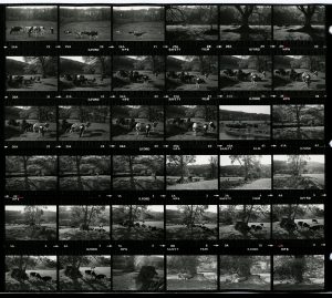 Contact Sheet 1221 by James Ravilious