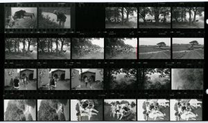 Contact Sheet 1239 by James Ravilious