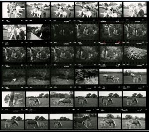 Contact Sheet 1241 by James Ravilious