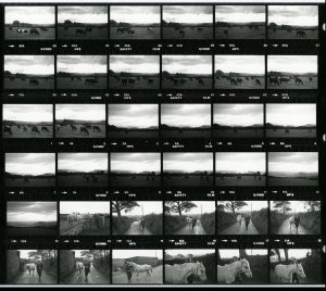 Contact Sheet 1281 by James Ravilious