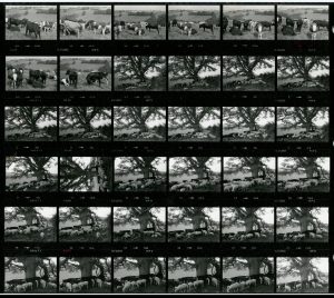 Contact Sheet 1406 by James Ravilious