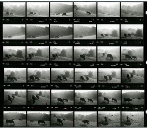 Contact Sheet 1433 by James Ravilious