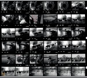 Contact Sheet 1460 by James Ravilious