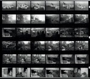 Contact Sheet 1479 by James Ravilious