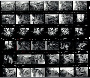 Contact Sheet 1548 by James Ravilious