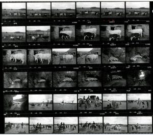 Contact Sheet 1689 by James Ravilious