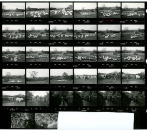 Contact Sheet 1695 by James Ravilious