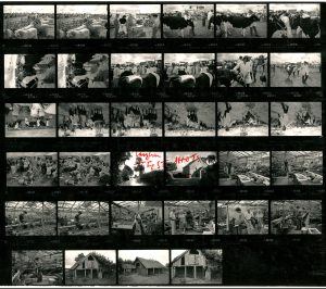 Contact Sheet 1753 by James Ravilious