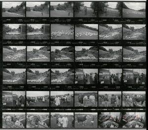 Contact Sheet 1837 by James Ravilious