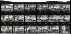 Contact Sheet 1858 by James Ravilious