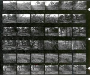 Contact Sheet 1965 by James Ravilious