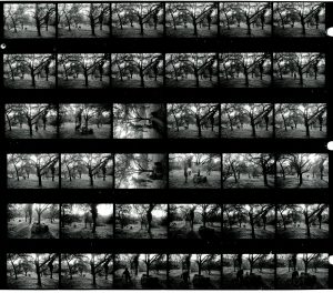 Contact Sheet 1970 by James Ravilious